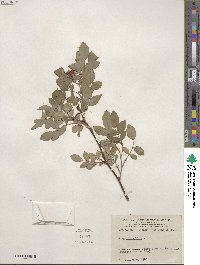 Rosa glauca image