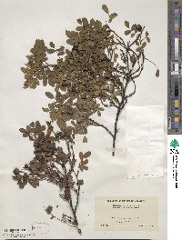 Rosa gymnocarpa image