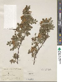 Rosa gymnocarpa image