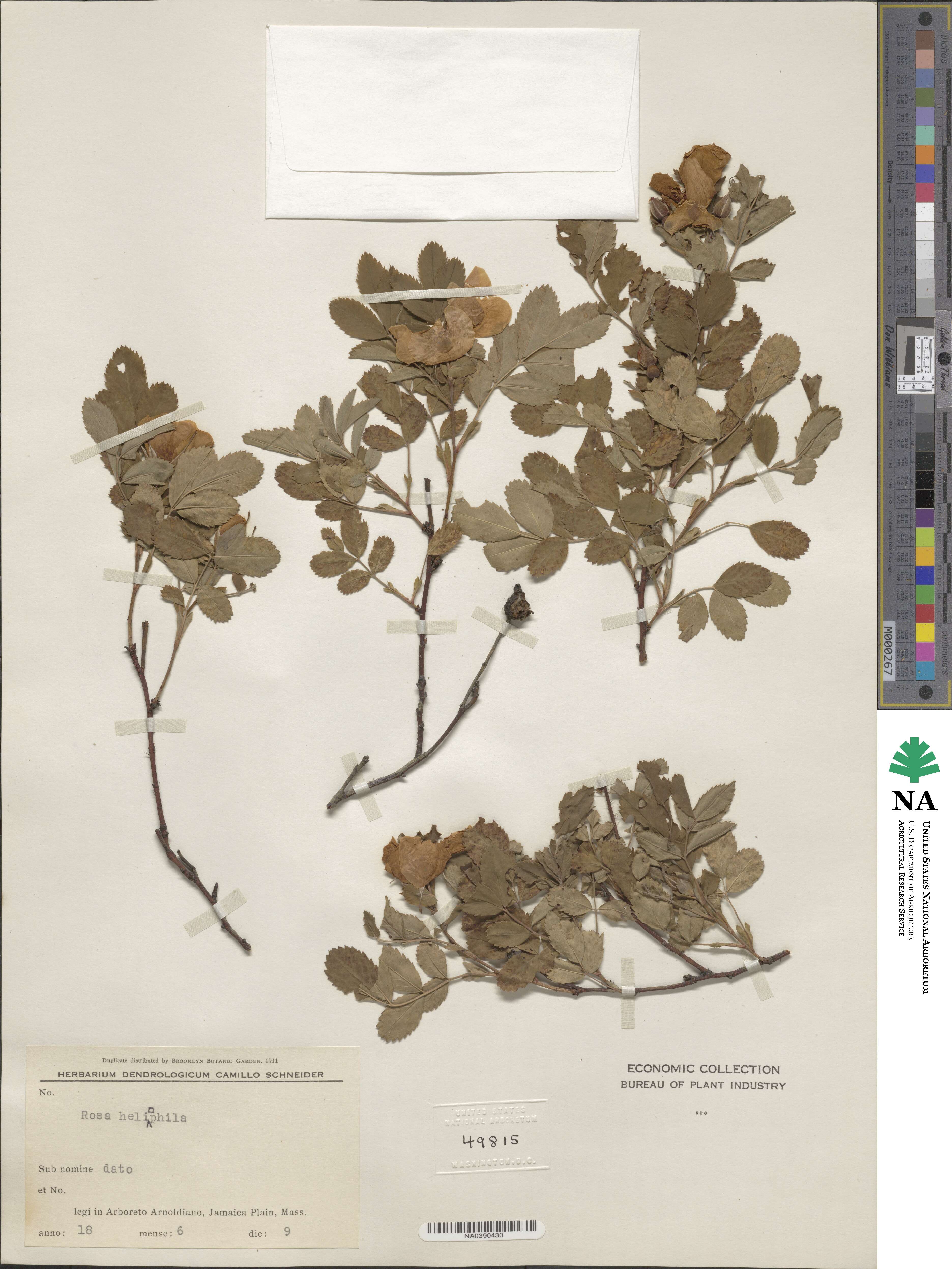 Rosa arkansana image