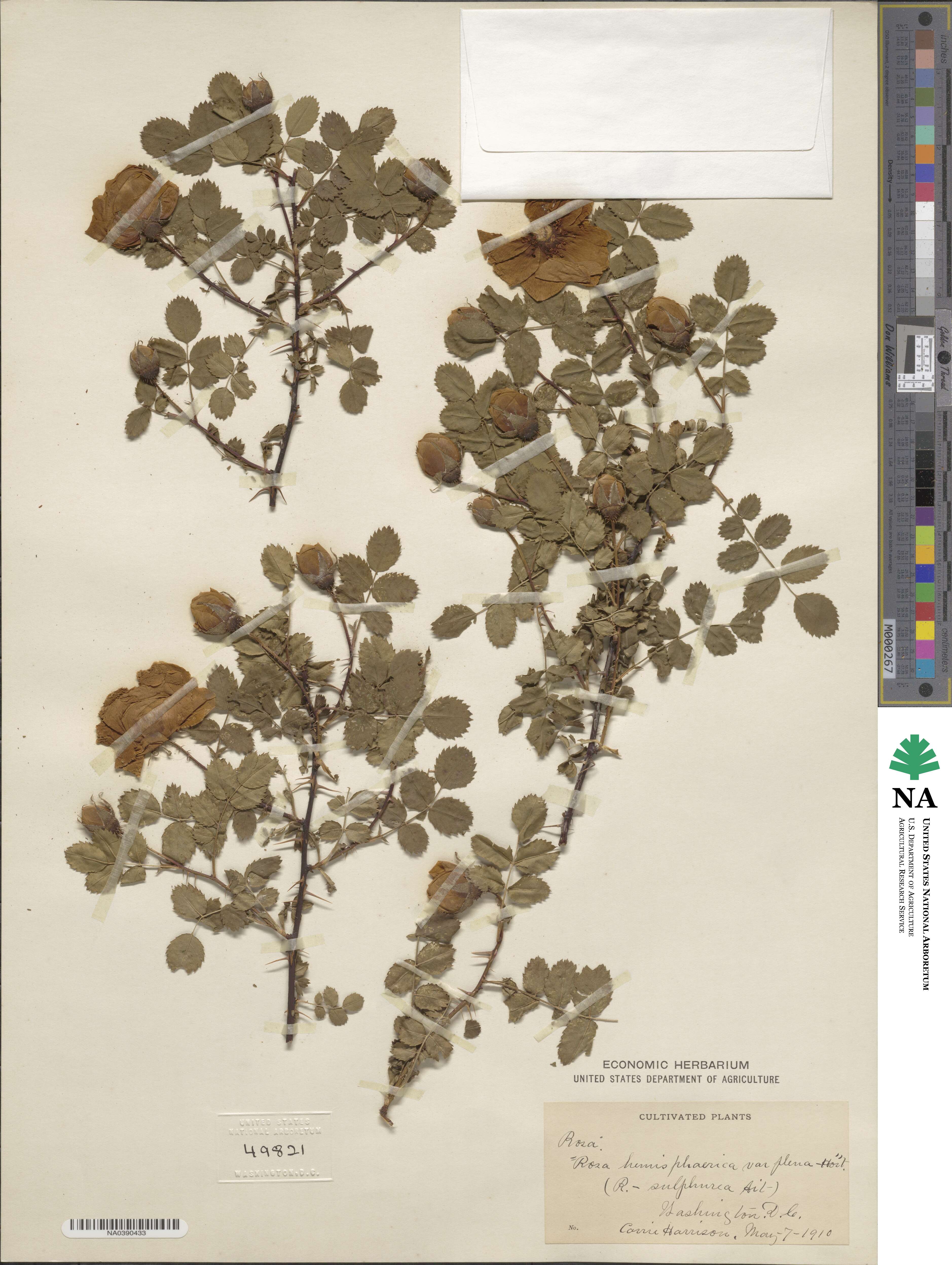 Rosa hemisphaerica image