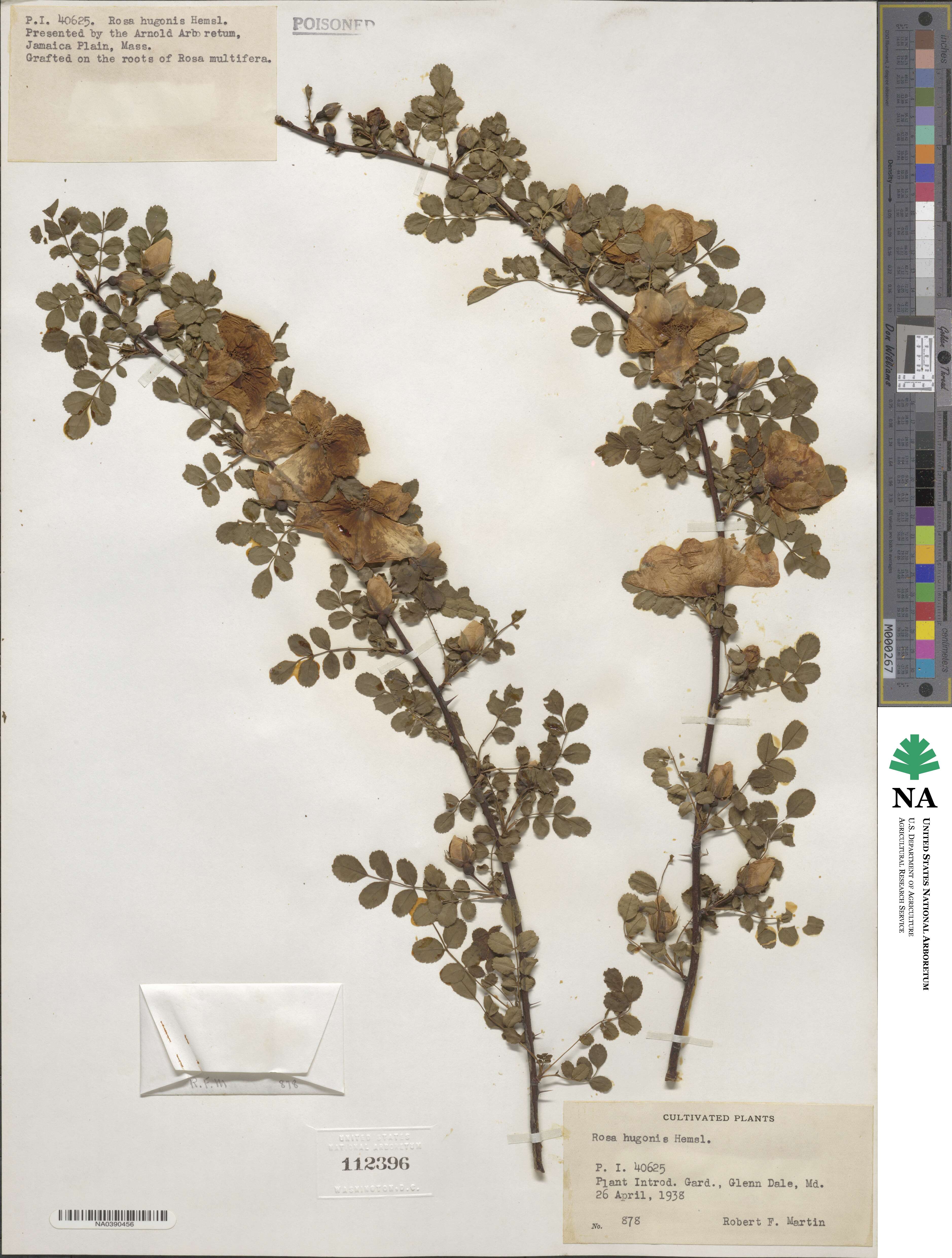 Rosa hugonis image