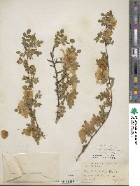 Rosa hugonis image