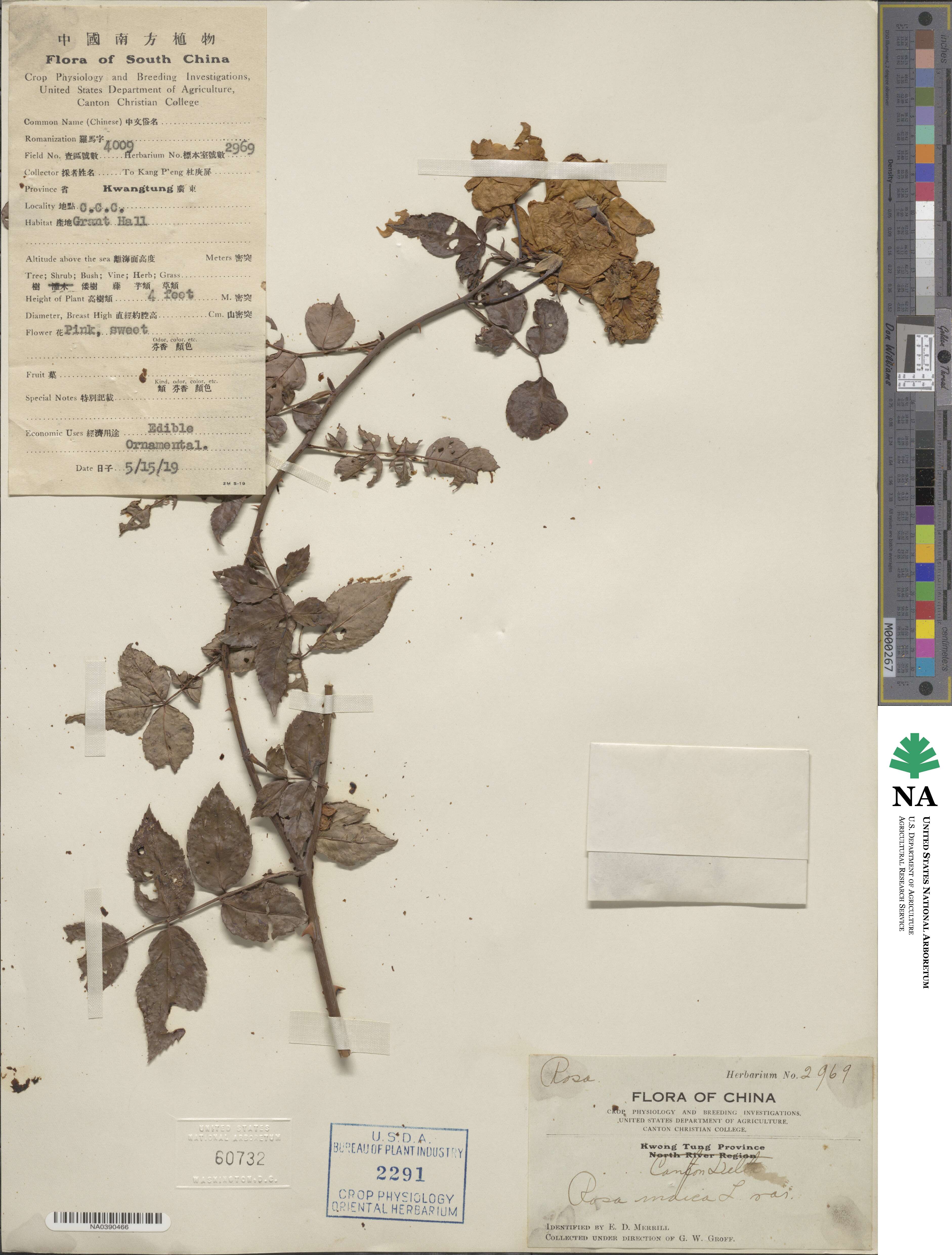 Rosa indica image