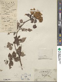 Rosa indica image