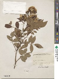 Rosa maximowicziana image