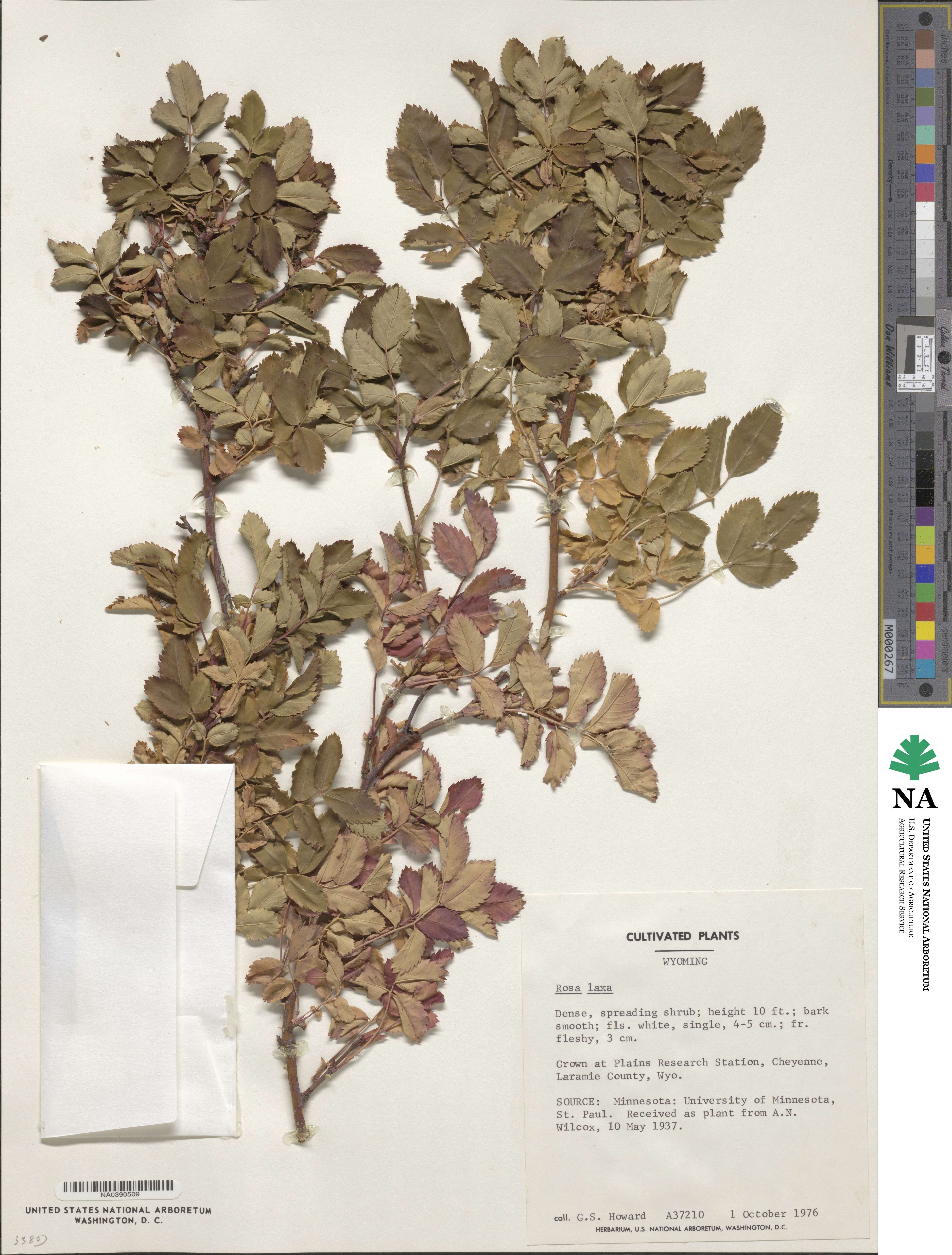 Rosa laxa image