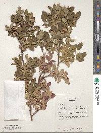 Rosa laxa image