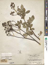 Rosa lucieae image