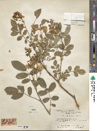 Rosa lucieae image