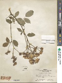 Rosa lucieae image