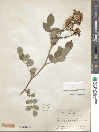 Rosa lucieae image