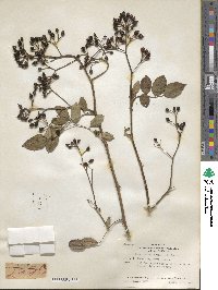 Rosa lucieae image