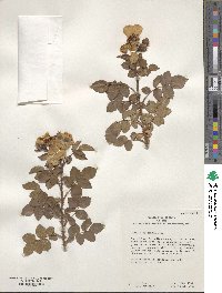 Rosa macrantha image