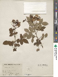 Rosa macrantha image