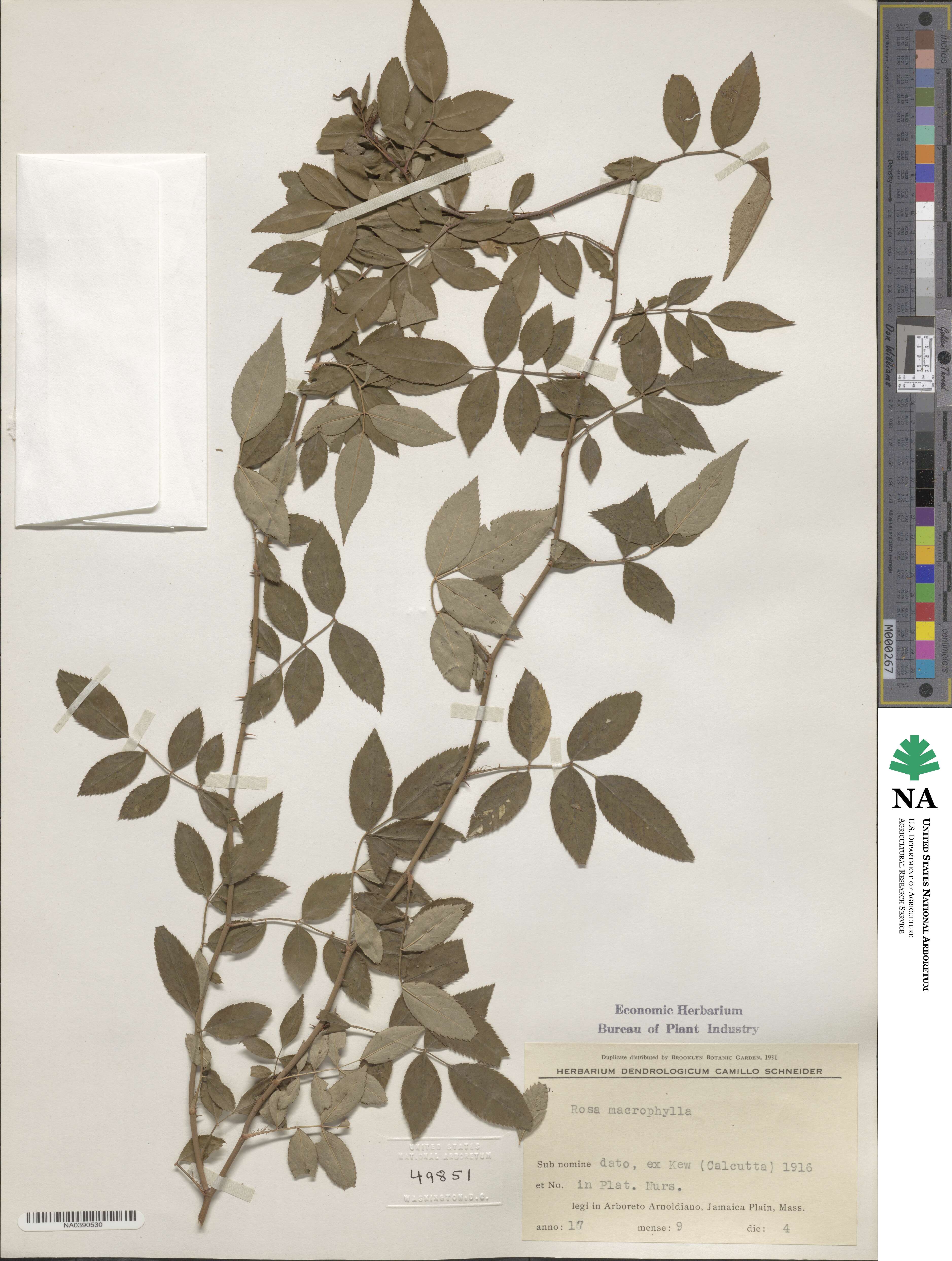 Rosa macrophylla image