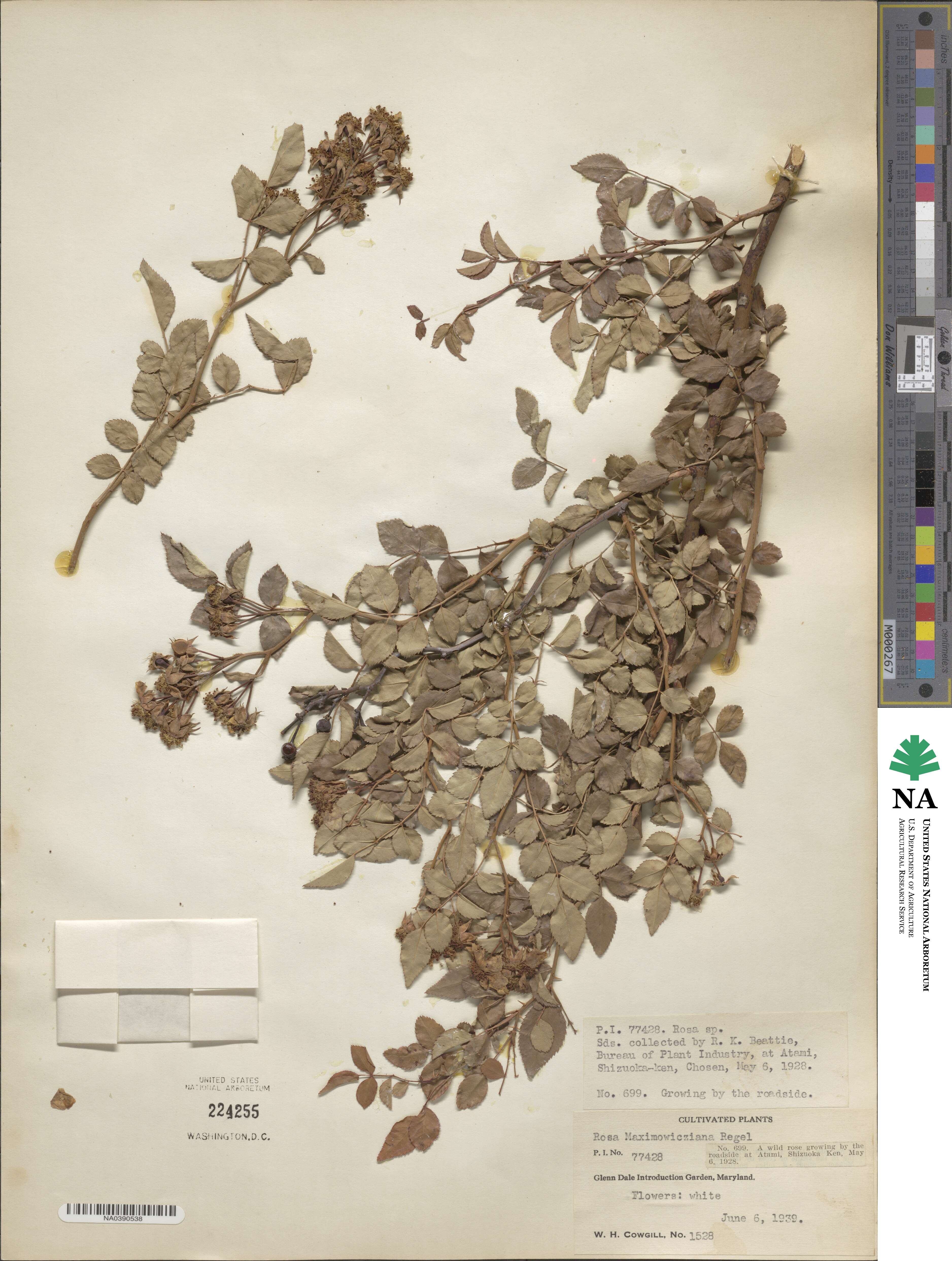 Rosa maximowicziana image