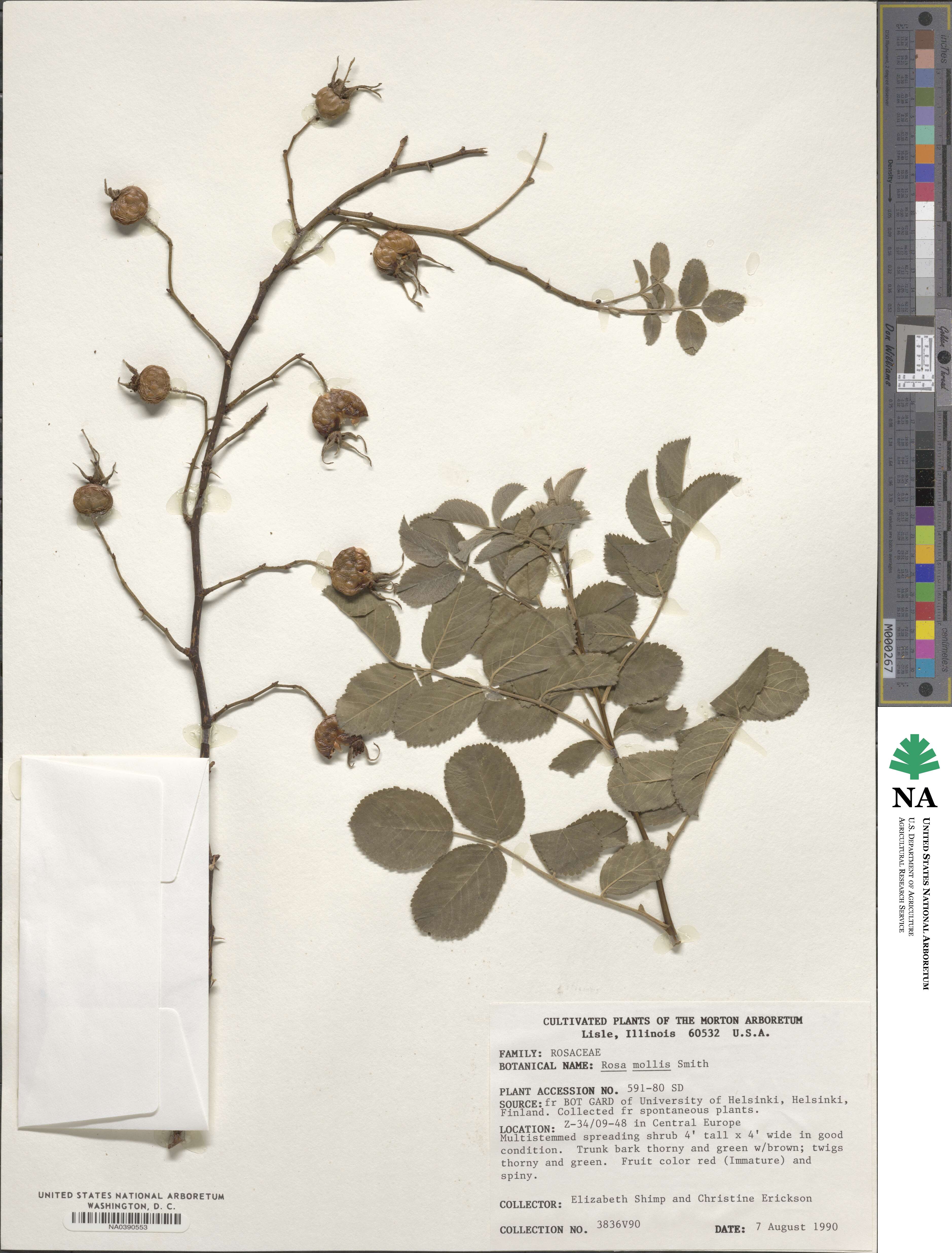 Rosa mollis image