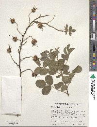 Rosa mollis image