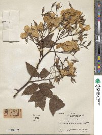 Rosa moschata image