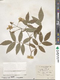 Rosa moschata image