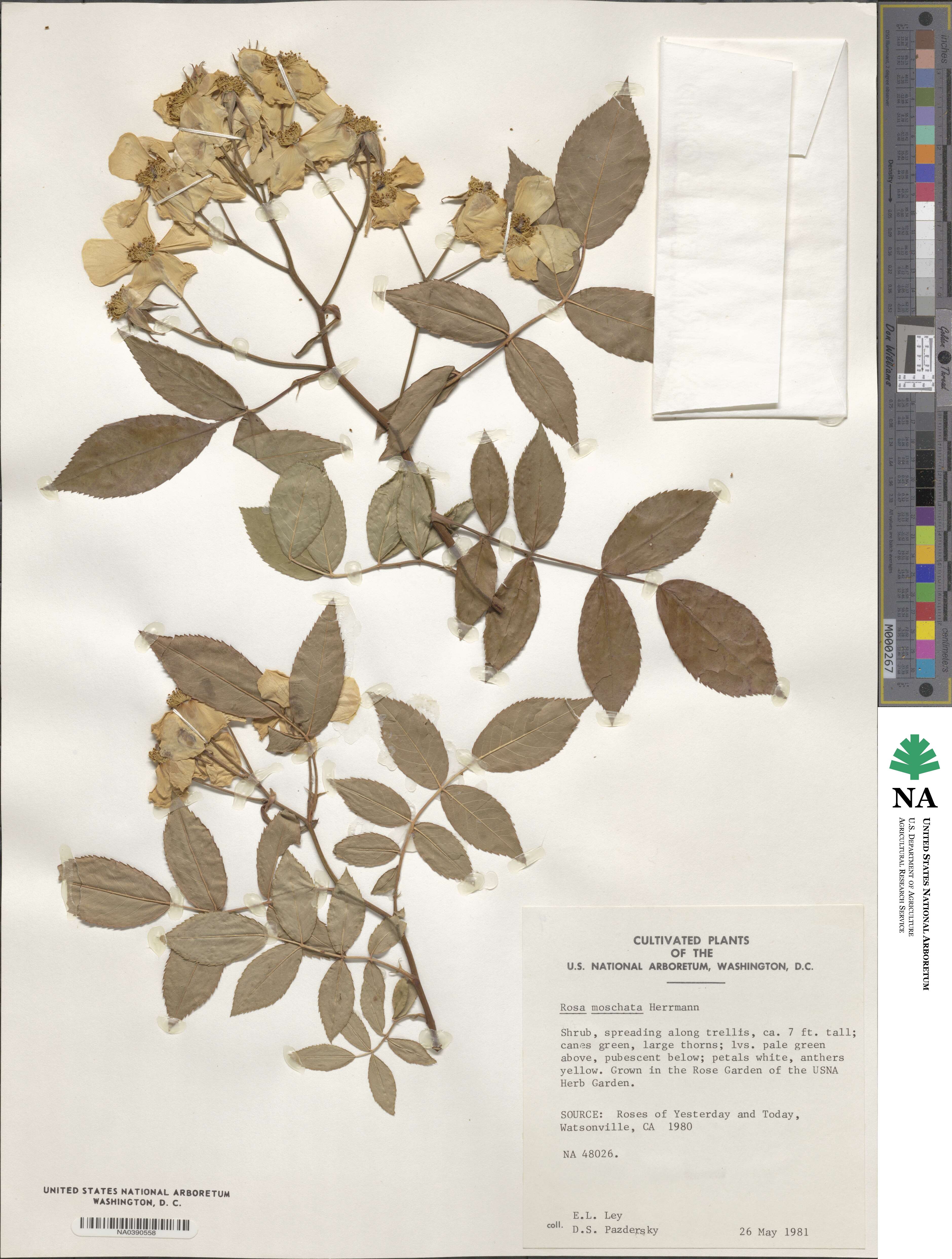 Rosa moschata image