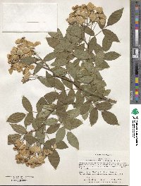 Rosa moschata image