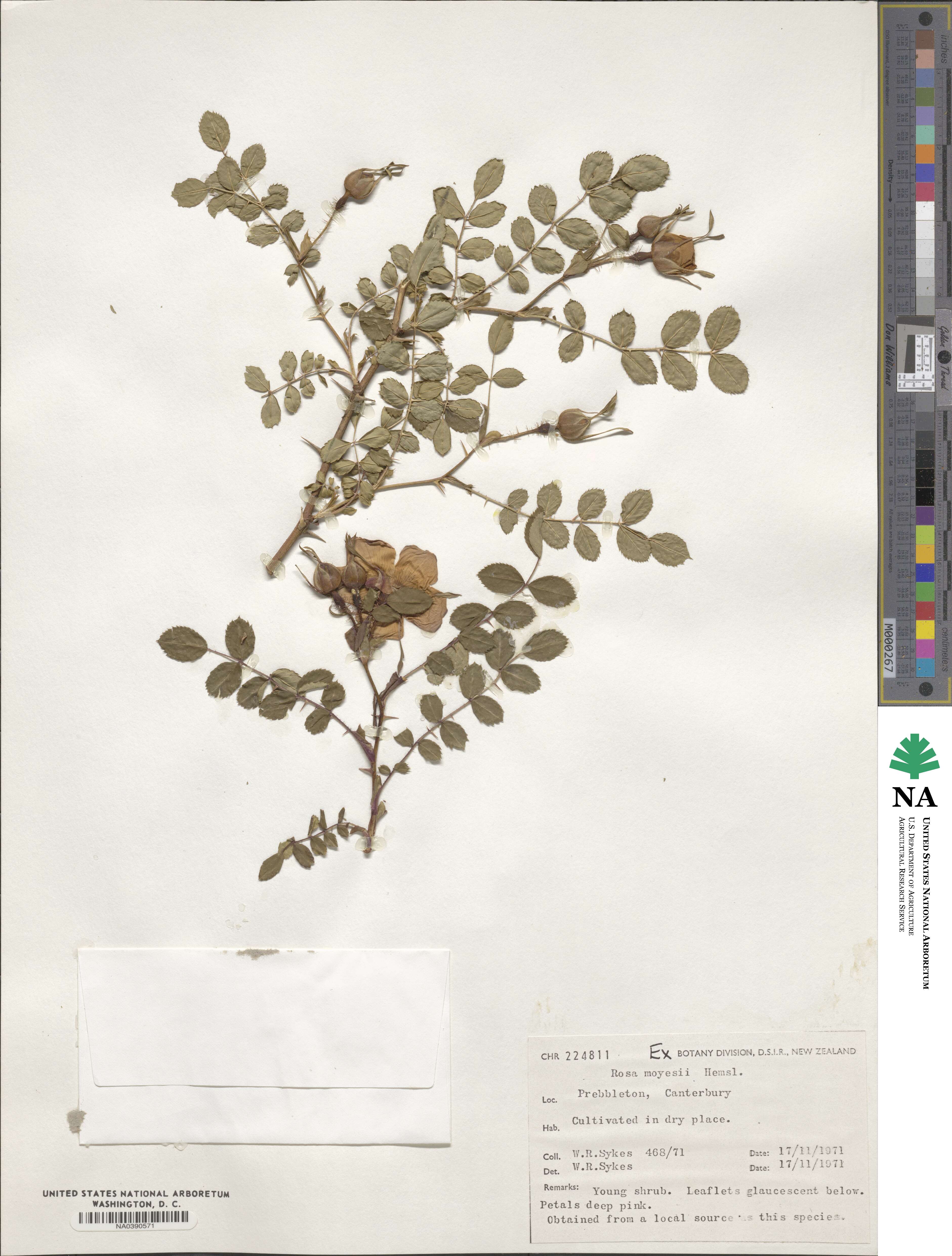 Rosa moyesii image