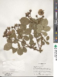 Rosa multiflora image