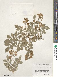 Rosa multiflora image