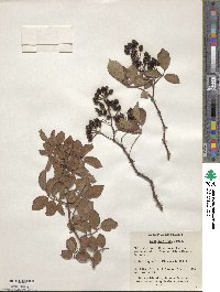 Rosa multiflora image