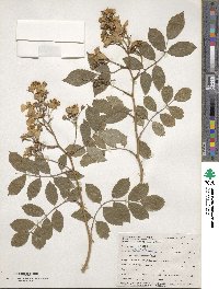 Rosa multiflora image