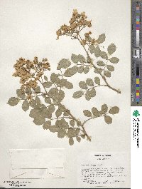 Rosa multiflora image