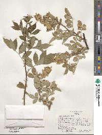 Rosa multiflora image