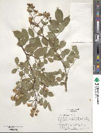 Rosa multiflora image