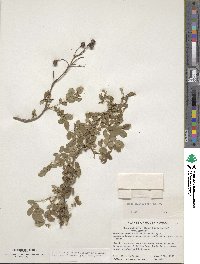 Rosa multiflora image