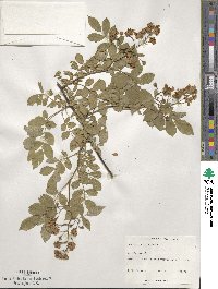 Rosa multiflora image