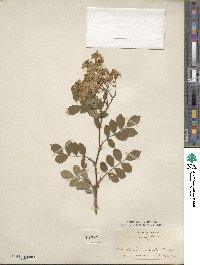 Rosa multiflora image