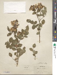 Rosa multiflora image