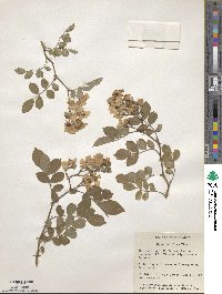 Rosa multiflora image