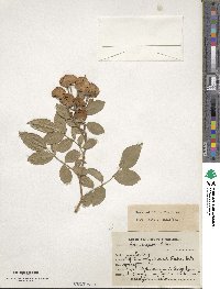 Rosa multiflora image