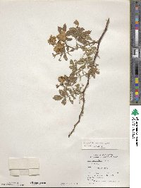 Rosa multiflora image