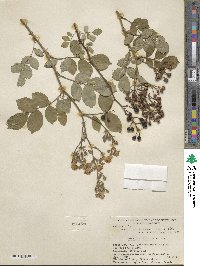 Rosa multiflora image