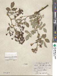 Rosa multiflora image