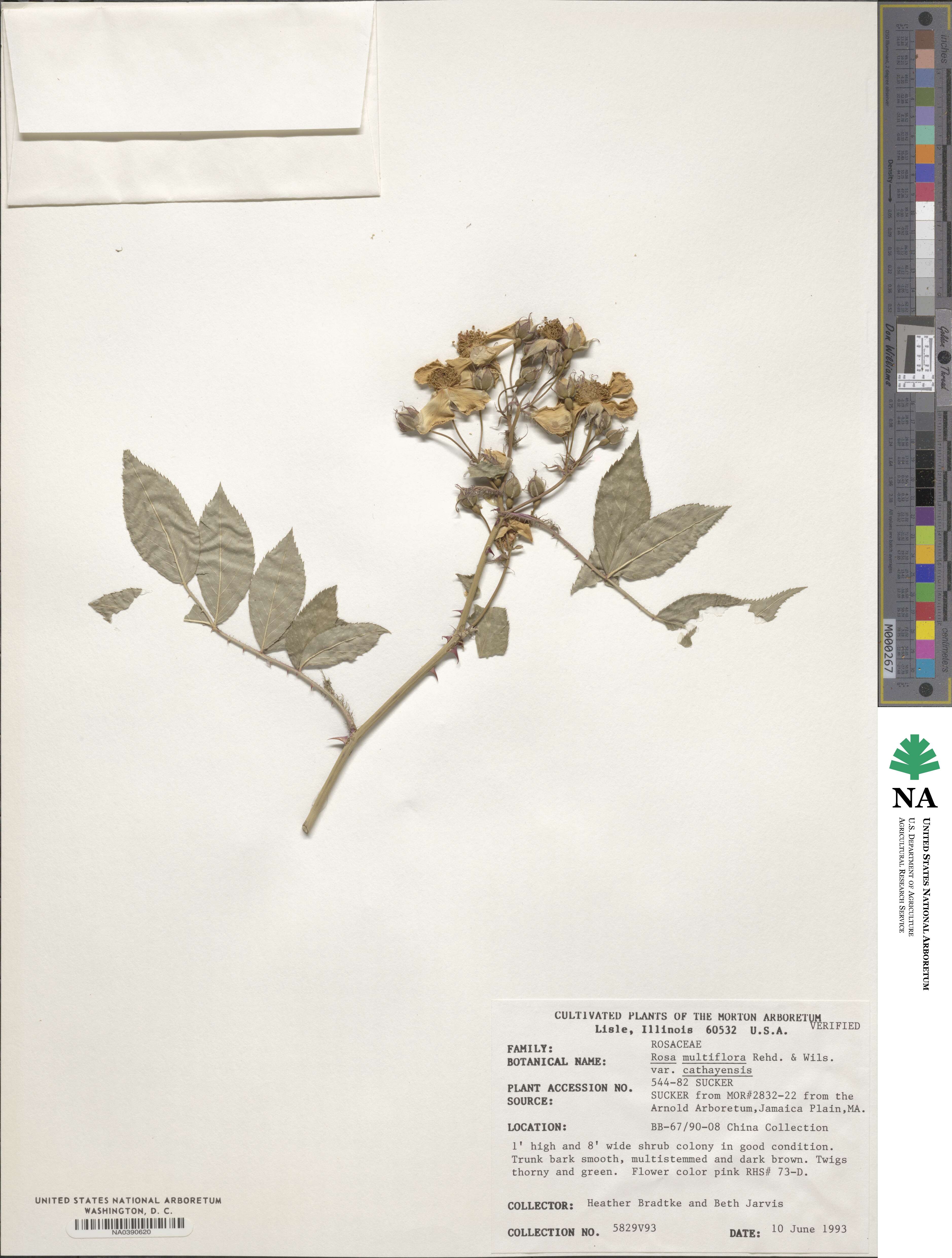 Rosa multiflora image