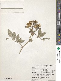 Rosa multiflora var. cathayensis image