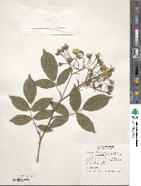 Rosa multiflora image