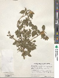 Rosa multiflora image