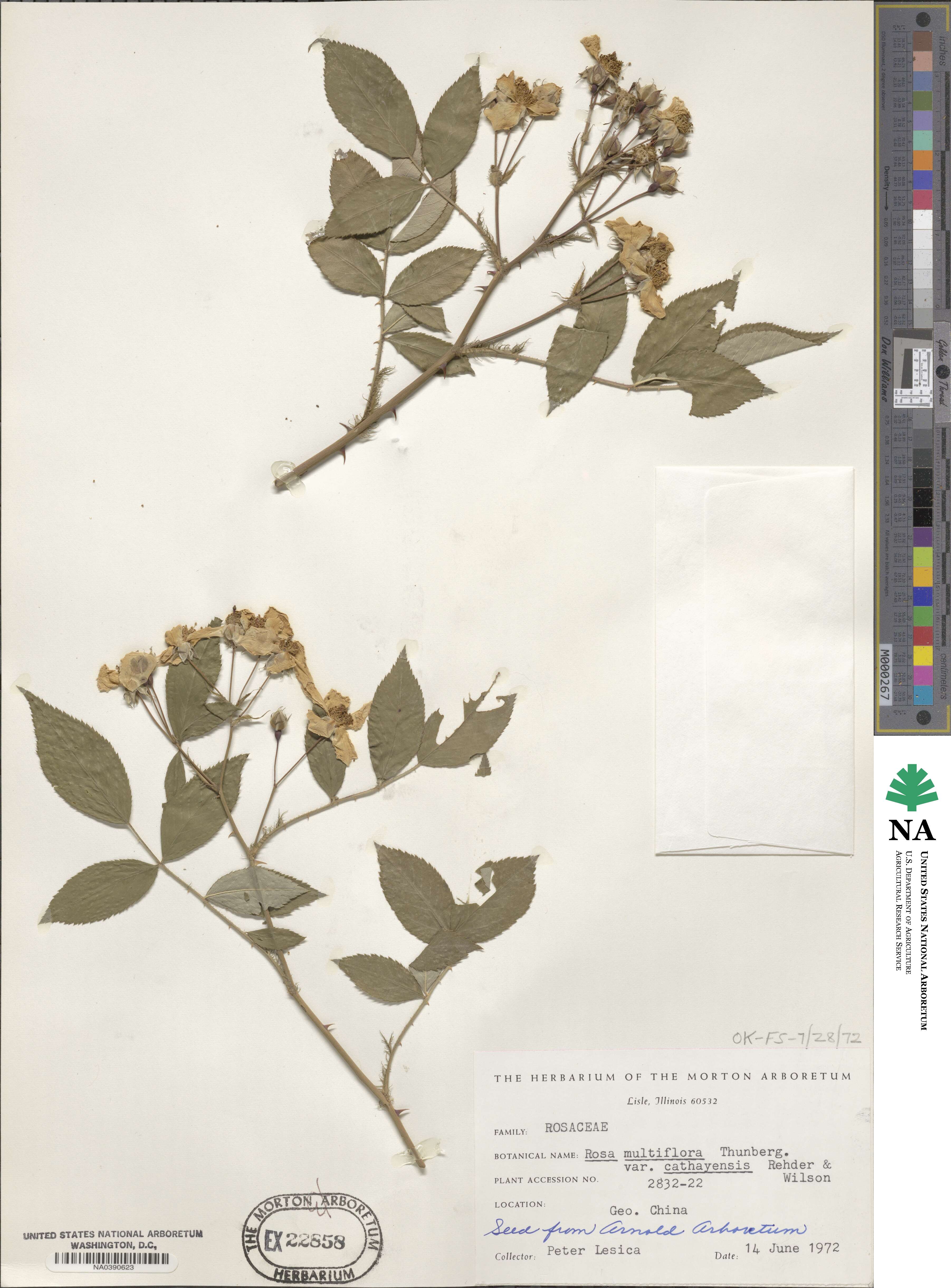 Rosa multiflora image