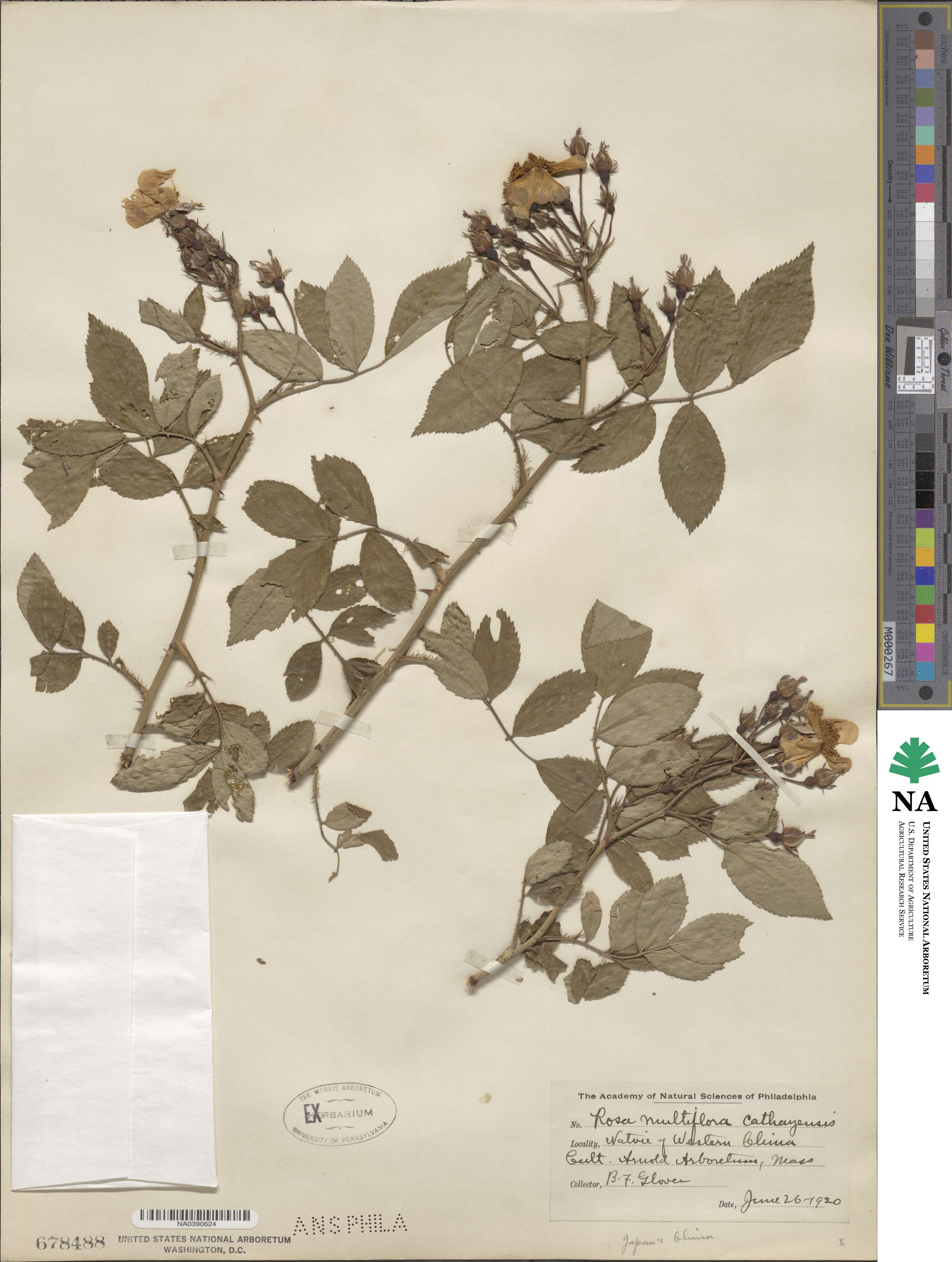 Rosa multiflora var. cathayensis image